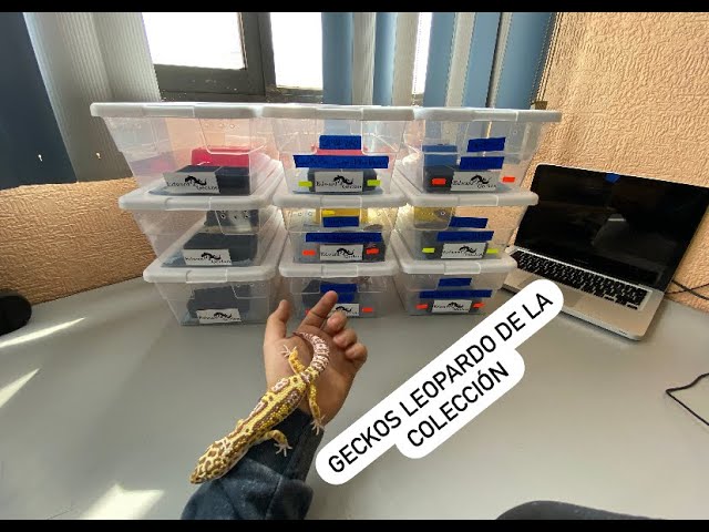 Vídeo relacionado con Collecta - Gecko Leopardo - Figura Coleccionable - Tamaño L - +3 (Deqube 90180043)