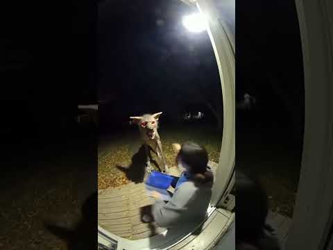 Do skin walker exist?