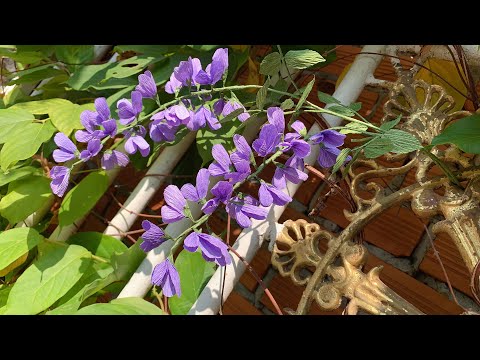 ABC TV | How To Make Easy Wisteria Flower With Crepe Paper - Craft Tutorial