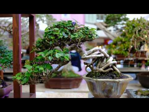 Philippine Bonsai Show March 2019: SANIB PWERSA at SM North Edsa