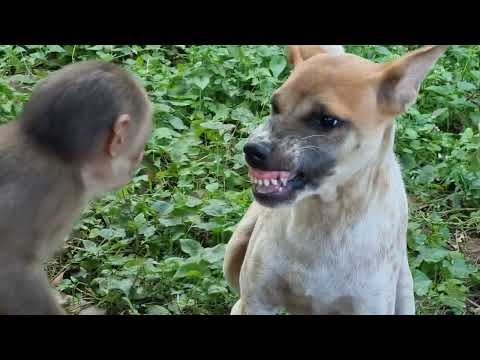 puppy really angry with baby monkey