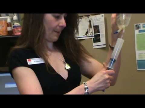 Calgary Veterinarian shows how to give subcutaneous fluids to a cat