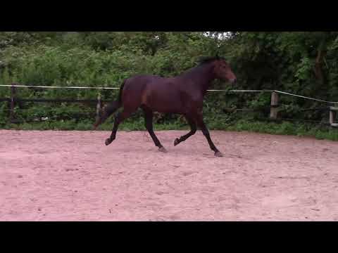 Schwarzbraune Stute Diana von dem Prämienhengst Diarado