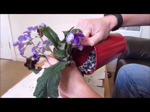 Repotting My Streptocarpus