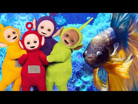 Tropical Fish - Teletubbies English Episodes (S08 E203)