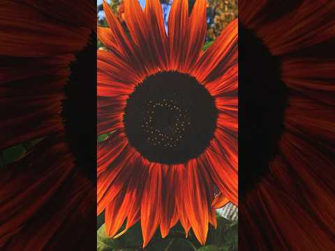 10 Ways Growing Your Own Food Can Improve Overall Well-Being | Benefits of Gardening