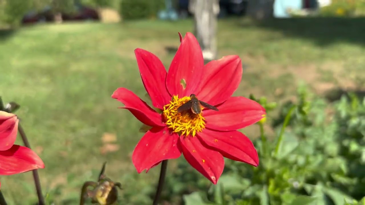 Bedlam Farm Garden Tour 7/24/22