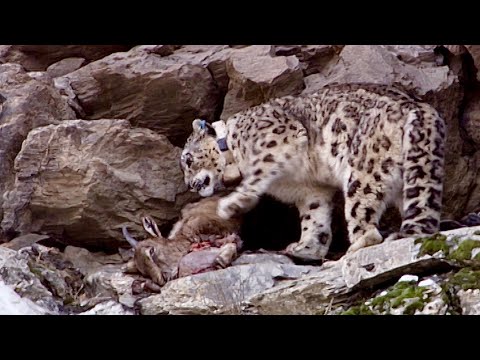 Snow Leopard: The Silent Ghost of the Mountains