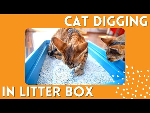 Why is My Cat Constantly Digging In Litter Box??
