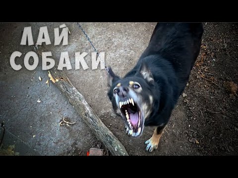 Звук лая злой собаки / Angry dogs barking sound effect