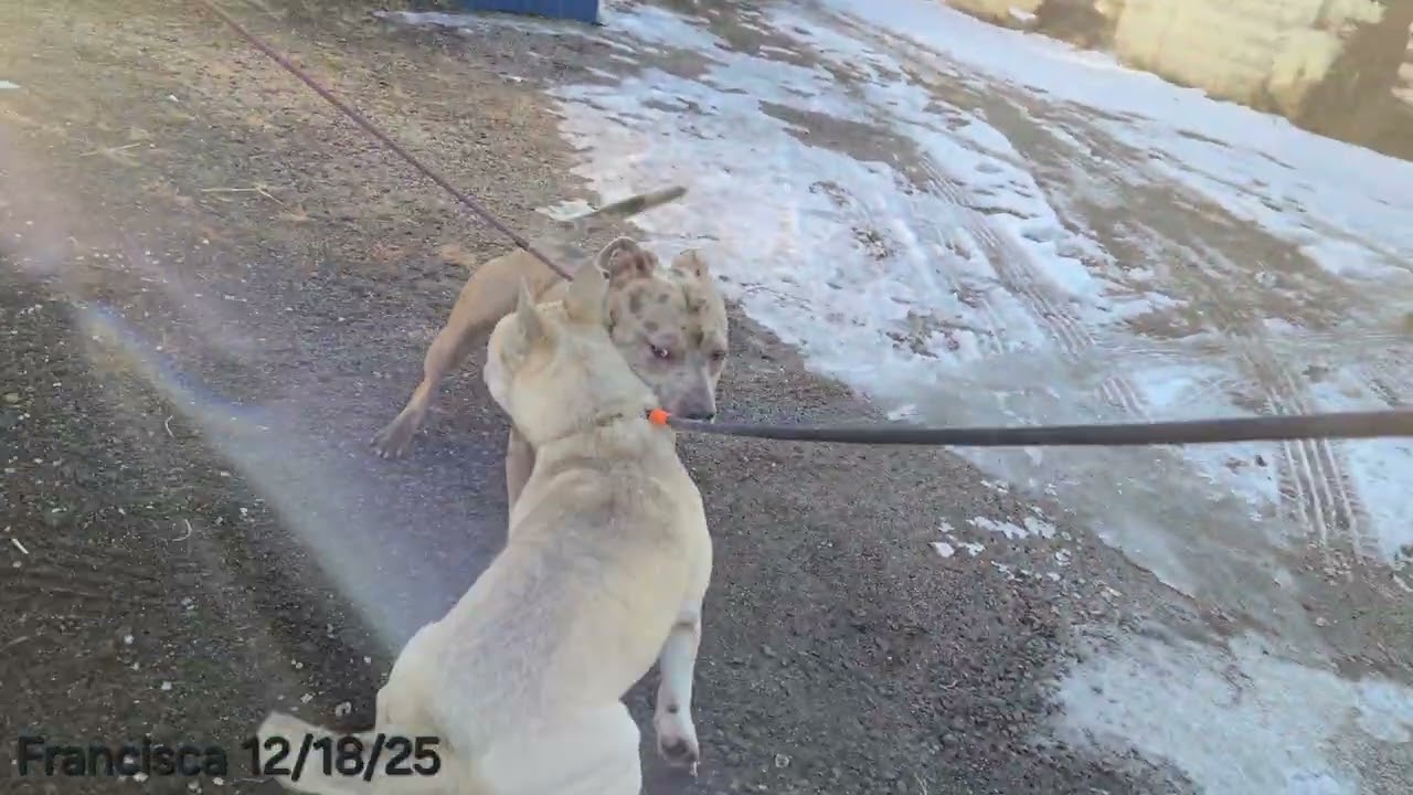 Enlarge Francisca, a ADOPTABLE mixed breed in Trenton, NJ video 3/3