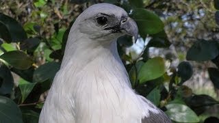 preview picture of video 'Exotic Birds - Sea Eagle - White Bellied'