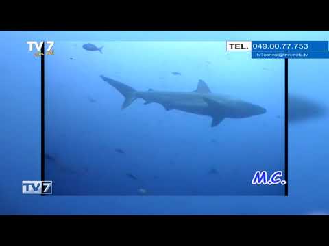 Tv7 con Voi del 22/12/2020 - Andiamo alle Galapagos (3 di 3)