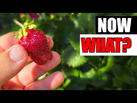 How To Grow Strawberries From Runners Tips and Tricks 2019