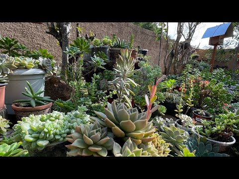 30 SUCULENTAS de FÁCIL CULTIVO que você precisa conhecer!