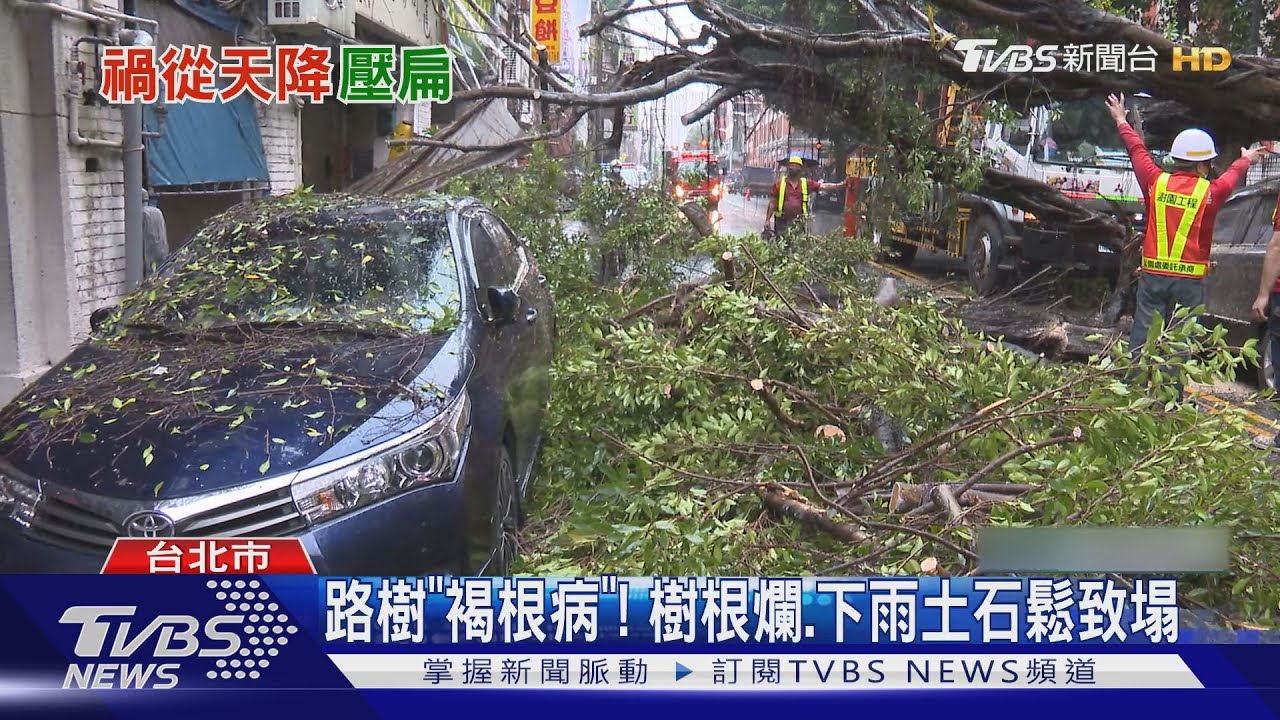 巨響! 路樹瞬間塌 砸毀5輛車、3間民宅