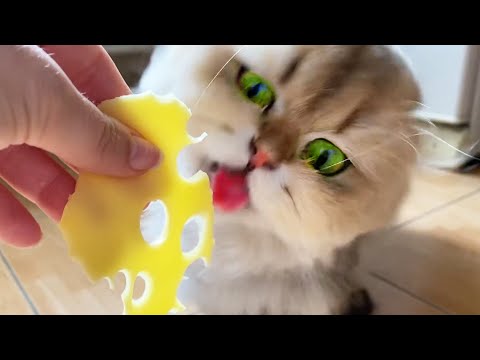 Hungry Cats Eat Cheese