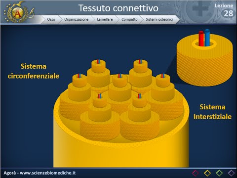 Istologia 28 - Osso - Organizzazione