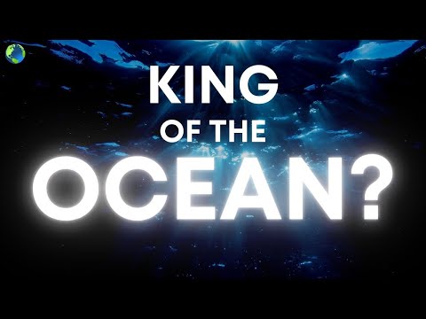 This Animal Is The KING OF THE OCEAN!