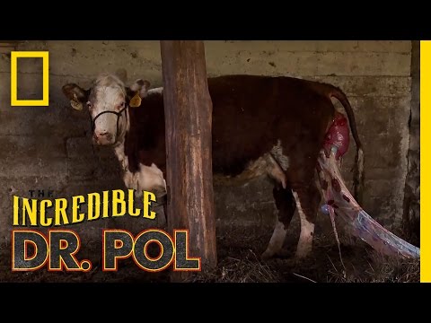 , title : 'Uter-inside Out | The Incredible Dr. Pol'