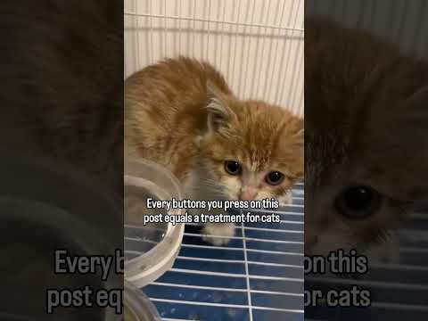Please donate and share to help in food and treatment for cats in need,link in description to help.