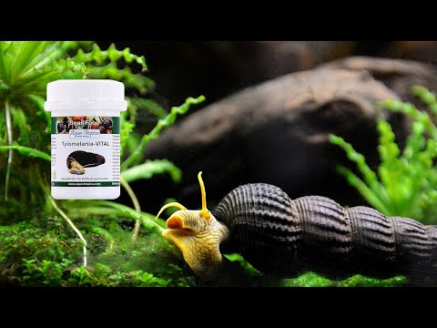 Aqua-Tropica "Das Original" - Fütterung Sulawesi-VITAL Schneckenfutter bei Tylomelania sp. Yellow