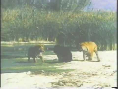 Tigers vs Bear : 2 Bengal Tigers fight an Asiatic Black Bear