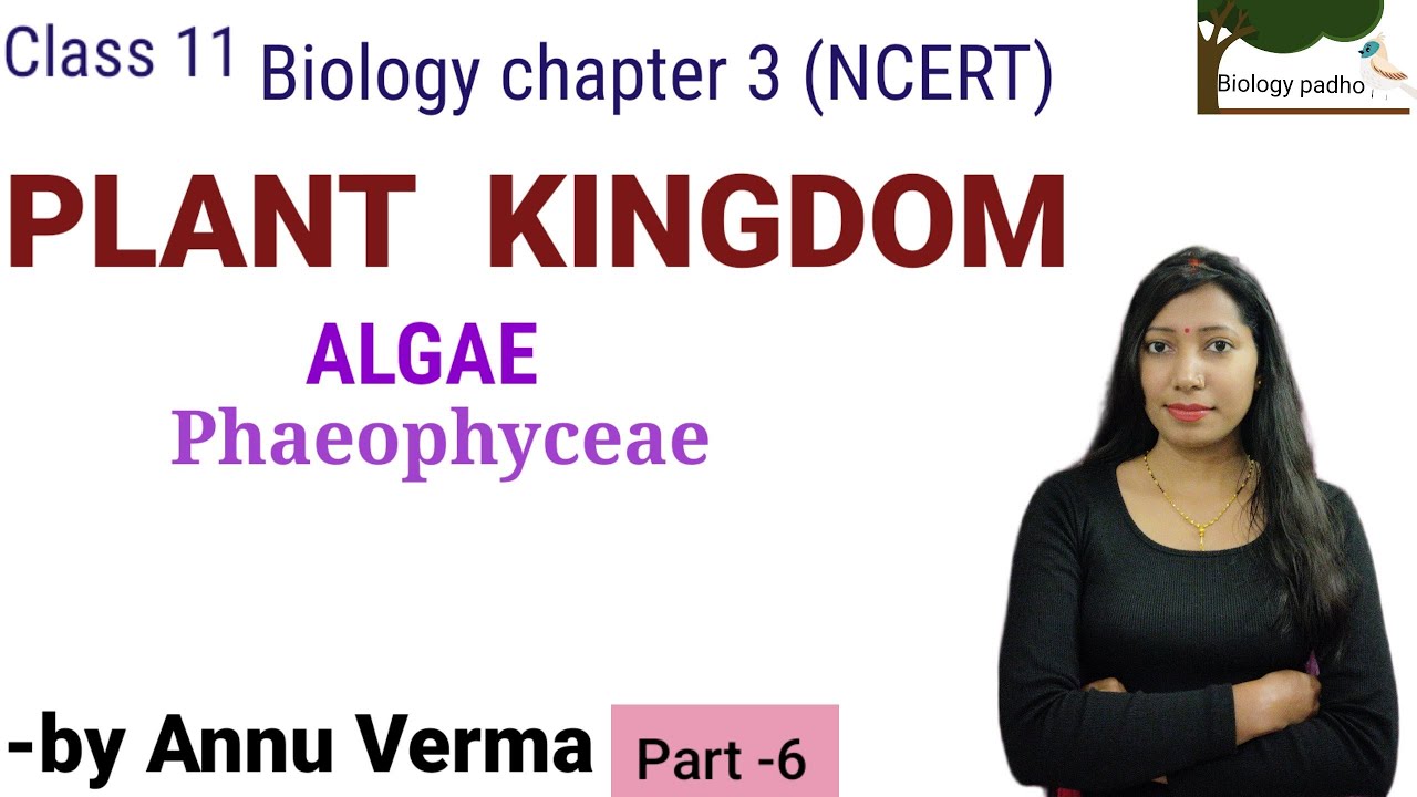 Phaeophyceae (Brown algae) | Class 11 biology  CH- 3 (NCERT) / NEET#biology #neet