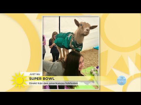 Här är nya trenden: Yoga med en get på ryggen  - Nyhetsmorgon (TV4)