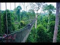 Amezing Forest Beautiful Whatsapp Status Jungle Queue Self