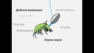 Как добыть бокоплава зимой