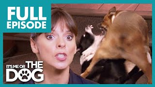 Dogs Fight So Bad Victoria is Forced to Intervene😱 | Full Episode  | It