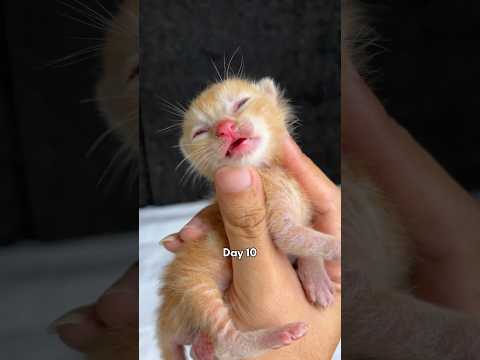 Timelapse of cute kittens from 1 day to 1 month #cat #kitten #kucinglucu #catlover #timelapse