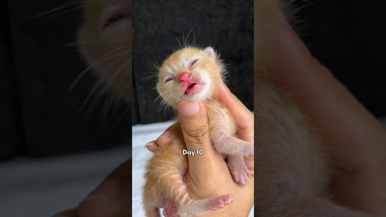Timelapse of cute kittens from 1 day to 1 month #cat #kitten #kucinglucu #catlover #timelapse