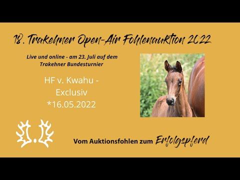 Kat.-Nr.7 HF v. Kwahu - Exclusiv