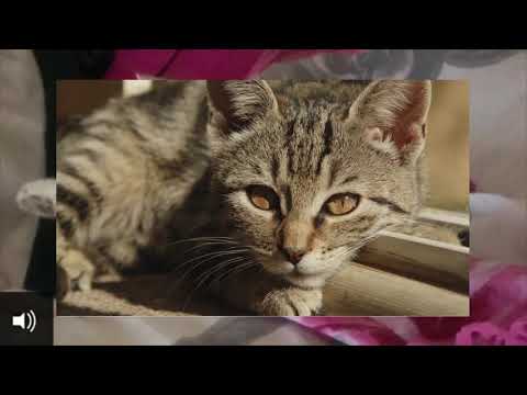 QISO LA YAAB LEH: "WAXAY UGU QAADATAY ISBUUC IN BISADDII AY QABOOJIYAHA MEYDKA...