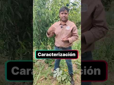 Caracterización de Acceciones de durazno 🍑 y damasco.   #cochabamba #Sanbenito