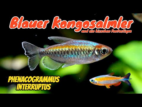 Der (blaue) Kongosalmler - Phenacogrammus interruptus | Fantastique | ADVENTdicted! | Türchen 20