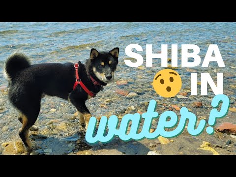 Shiba at the Beach!