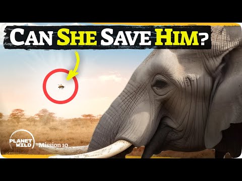 Learn how these small helpers protect elephants