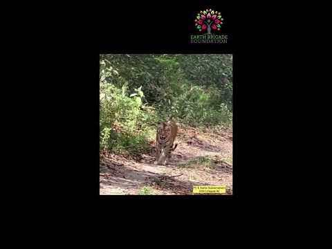 Tigress Suraiya - Surai Forest Range, Uttarakhand