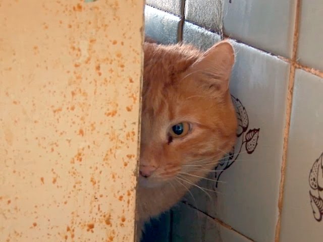 Ничьи животные