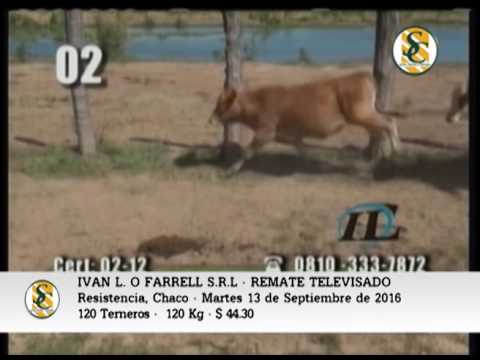 13-09-13__Ventas Remate Televisado Ivan L  O Farrell - Resistencia, Chaco