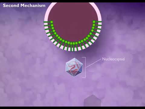 entry of virus into host cell