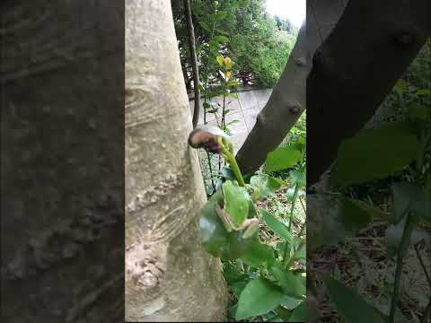 飛行と迷彩の間のカエル