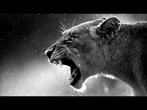 Predator Hard Gangsta Rap Hip Hop Trap Instrumental 2017