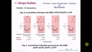 Genética T6A: Ácidos nucleicos - Biología Celular y Tisular