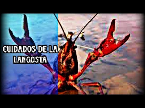 , title : 'características y cuidados del cangrejo de río/langosta roja'
