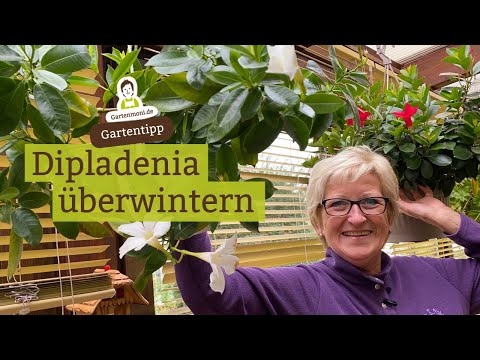 Overwintering Dipladenia - Ways to get Dipladenia safely through the winter
