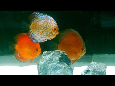 5 Easy Steps to Clean Discus Fish Aquarium with Substrate